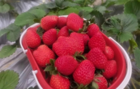 中国天眼满口莓香草莓采摘园上市了 欢迎来采摘体验